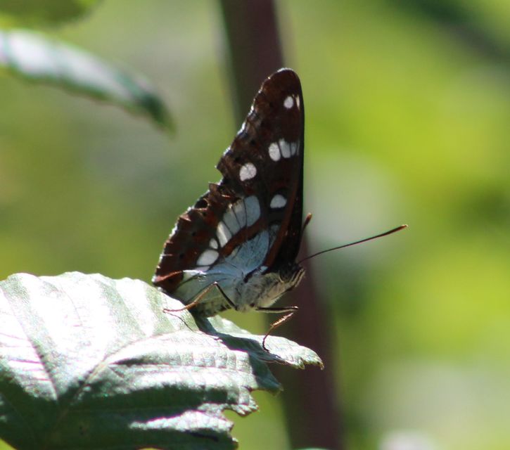 Limenitis reducta - kék lonclepke