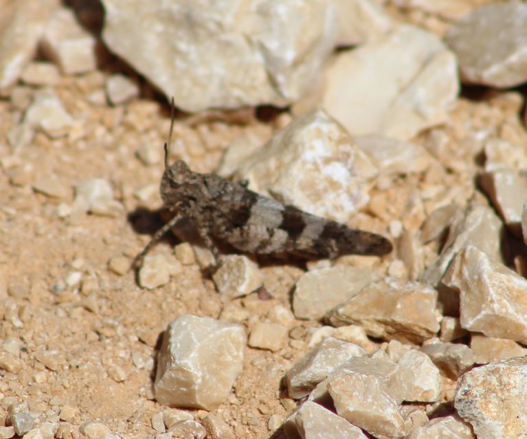 Oedipoda