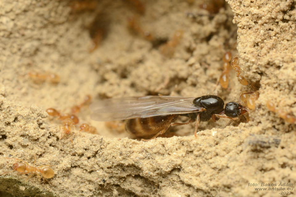 Solenopsis fugax - tolvajhangya