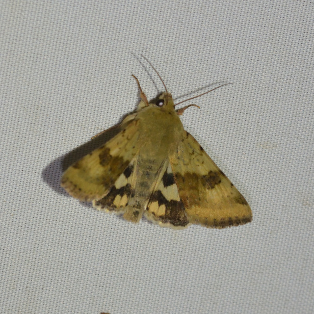 Heliothis viriplaca - mácsonyabagoly