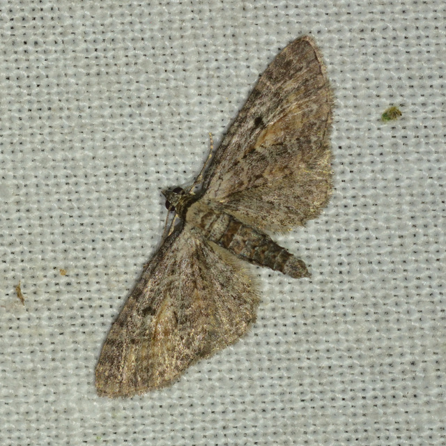 Eupithecia icterata - rozsdafoltos törpearaszoló