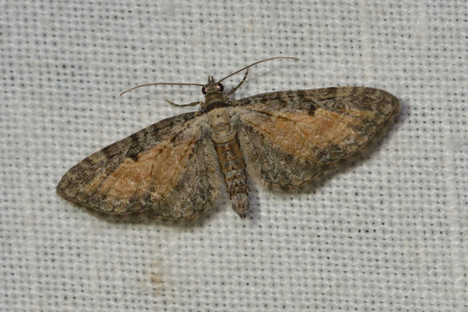 Eupithecia icterata - rozsdafoltos törpearaszoló