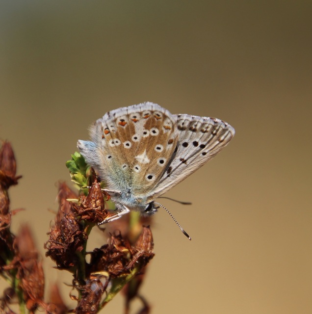 Polyommatus coridon - ezüstkék boglárka