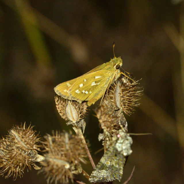Hesperia comma - vesszős busalepke