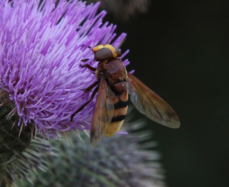 Volucella zonaria - kétöves pihelégy Volucella zonaria - kétöves pihelégy