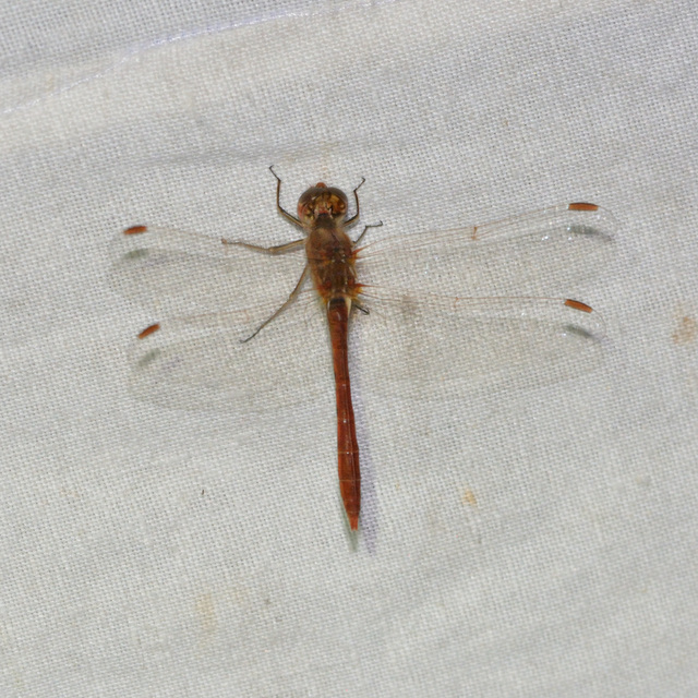 Sympetrum meridionale - fakó katona-szitakötő