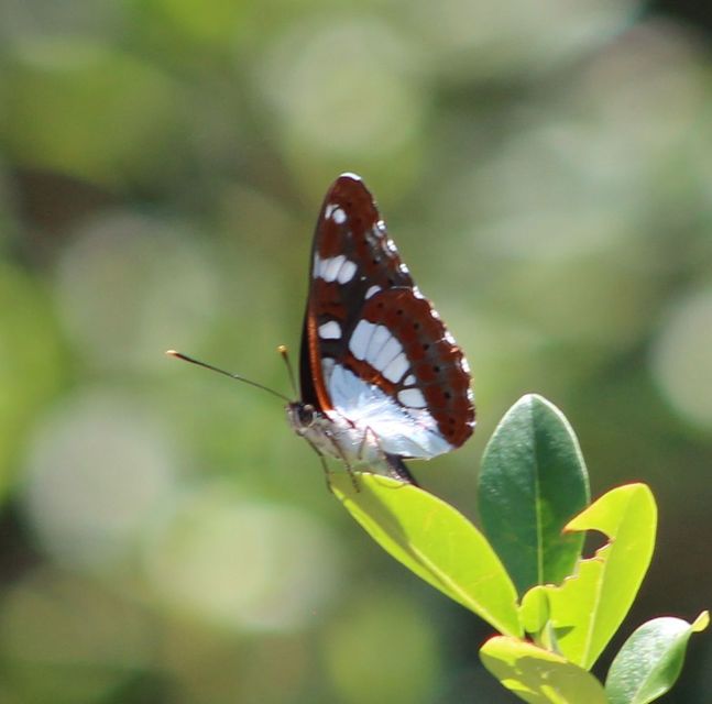 Limenitis reducta - kék lonclepke