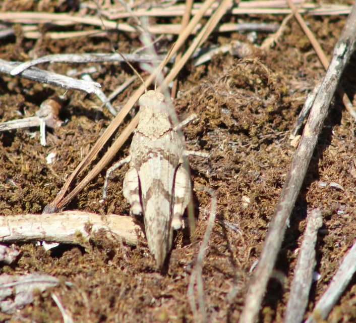 Oedipoda caerulescens - kékszárnyú sáska