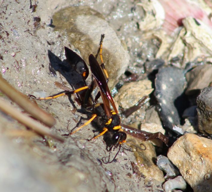 Sceliphron caementarium - feketenyelű lopódarázs