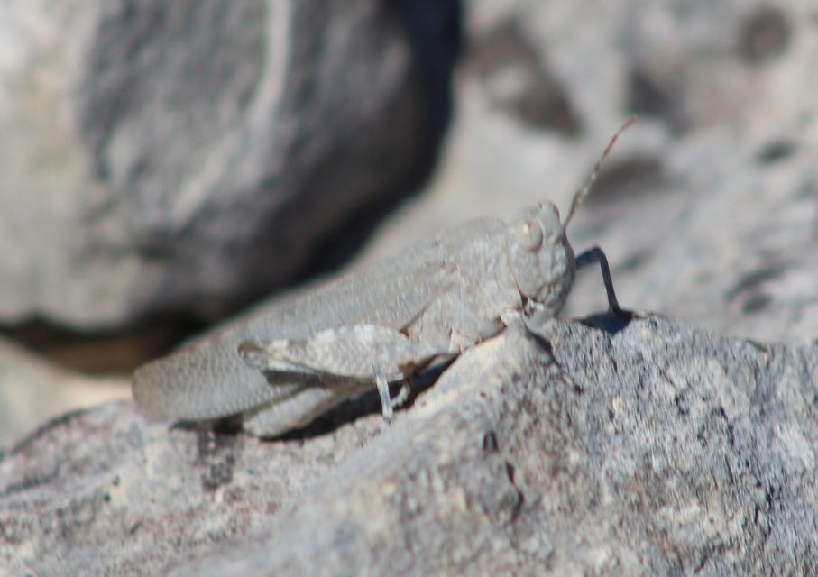 Anacridium aegyptium - egyiptomi sáska