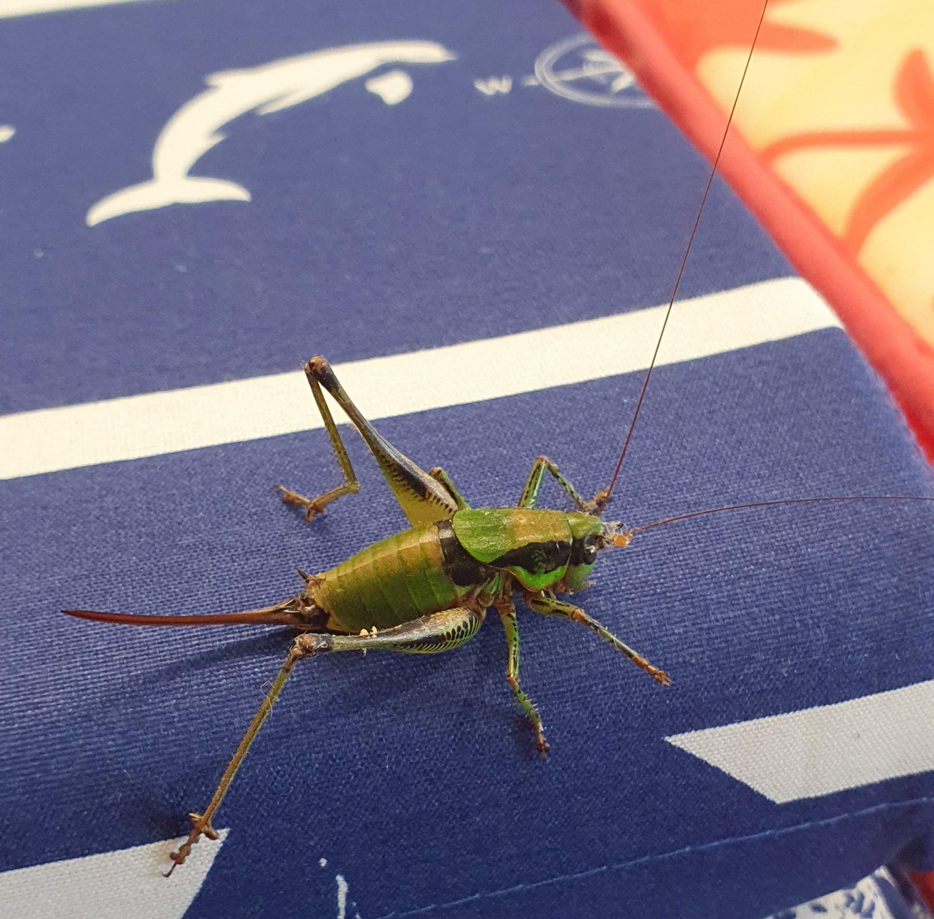 Eupholidoptera schmidti