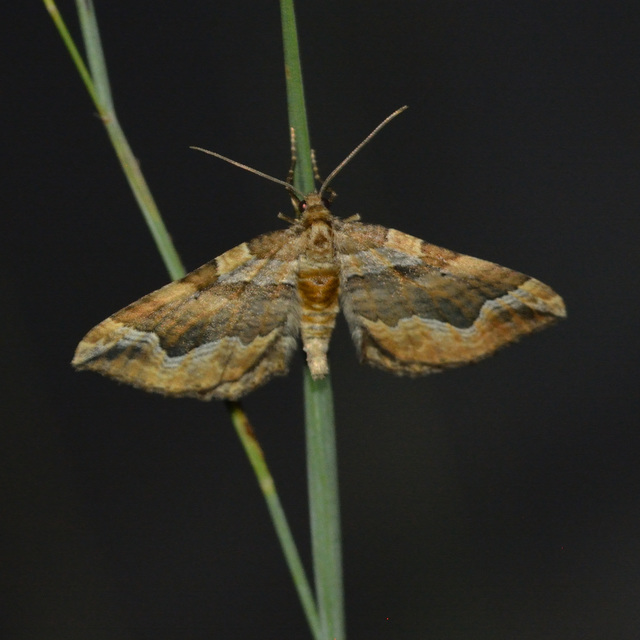 Pelurga comitata - nagy tarkaaraszoló