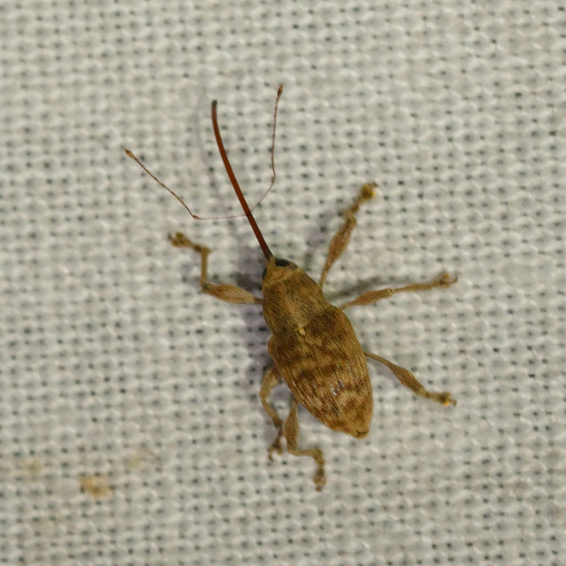 Curculio elephas - gesztenyezsuzsóka