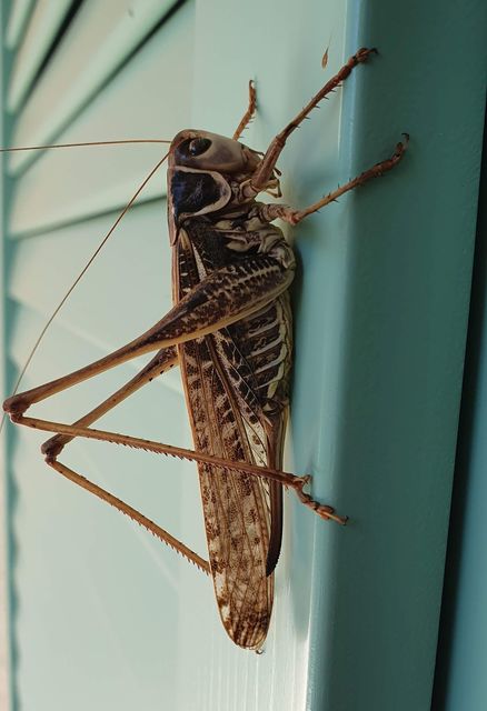 Decticus albifrons