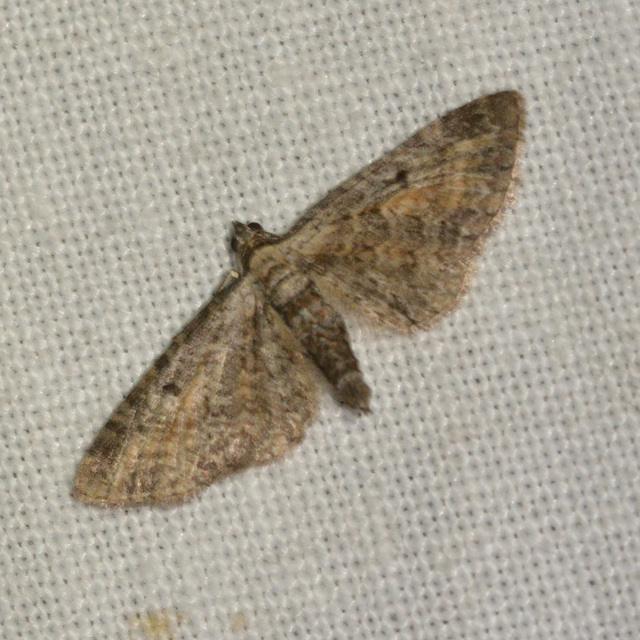 Eupithecia icterata - rozsdafoltos törpearaszoló