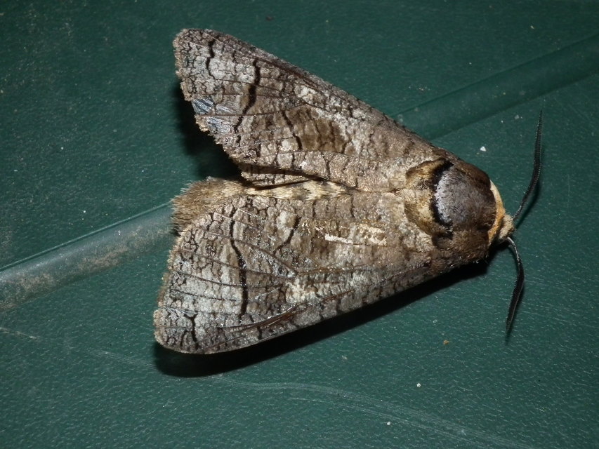 Cossus cossus - fűzfarontólepke
