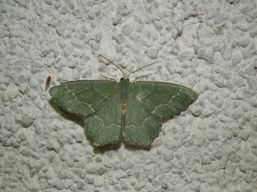 Hemithea aestivaria - nyír-zöldaraszoló