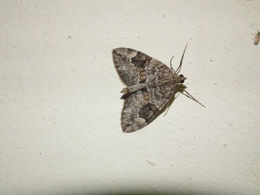 Thera variata/britannica