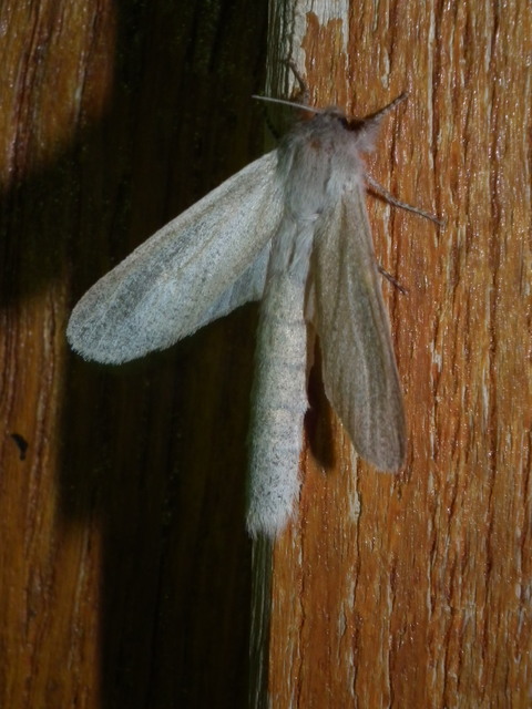 Phragmataecia castaneae - nádfúrólepke