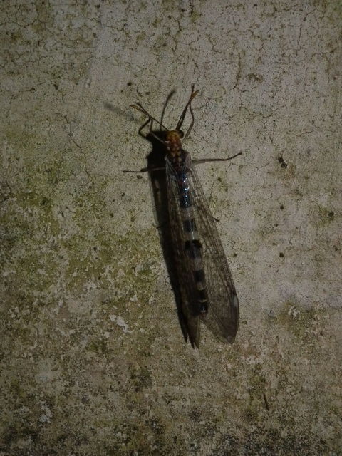 Megistopus flavicornis - kétfoltos hangyaleső