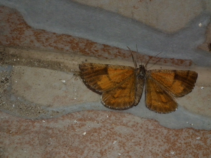 Bupalus piniaria - fenyőaraszoló