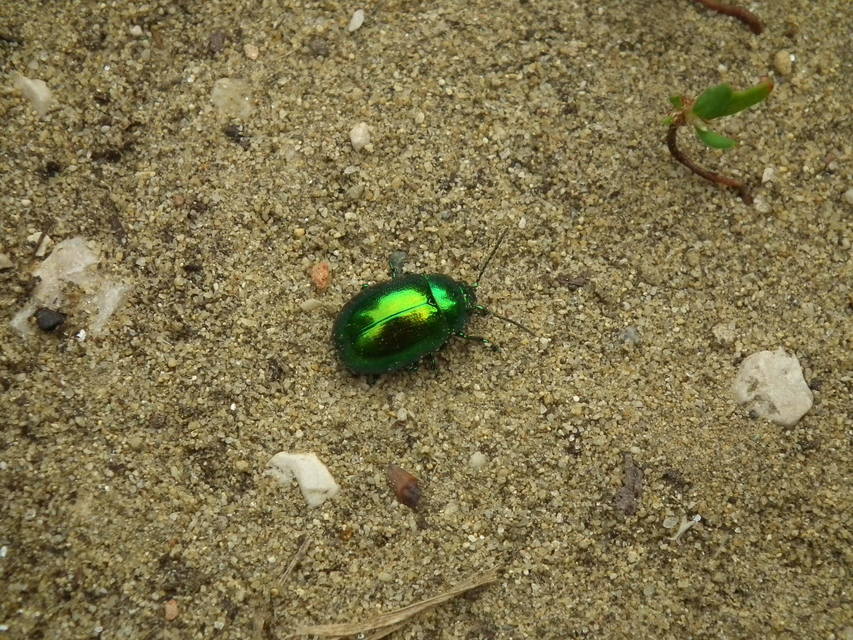 Chrysolina herbacea - zöld mentalevelész