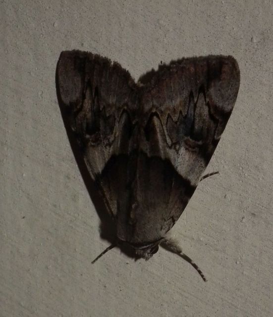 Catocala fulminea - galagonya-övesbagoly