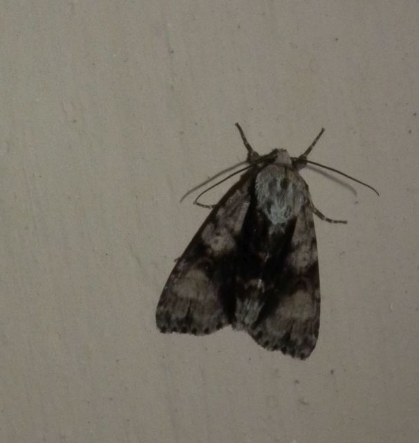 Acronicta alni - éger-szigonyosbagoly