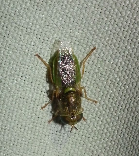 Odontomyia angulata - háromszöges zömöklégy