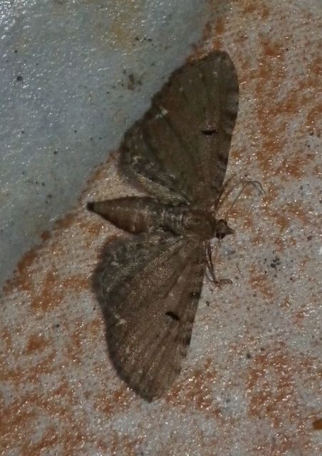 Eupithecia absinthiata - üröm-törpearaszoló