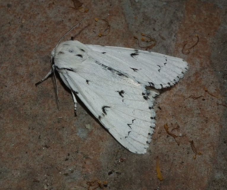 Acronicta leporina - fehér szigonyosbagoly