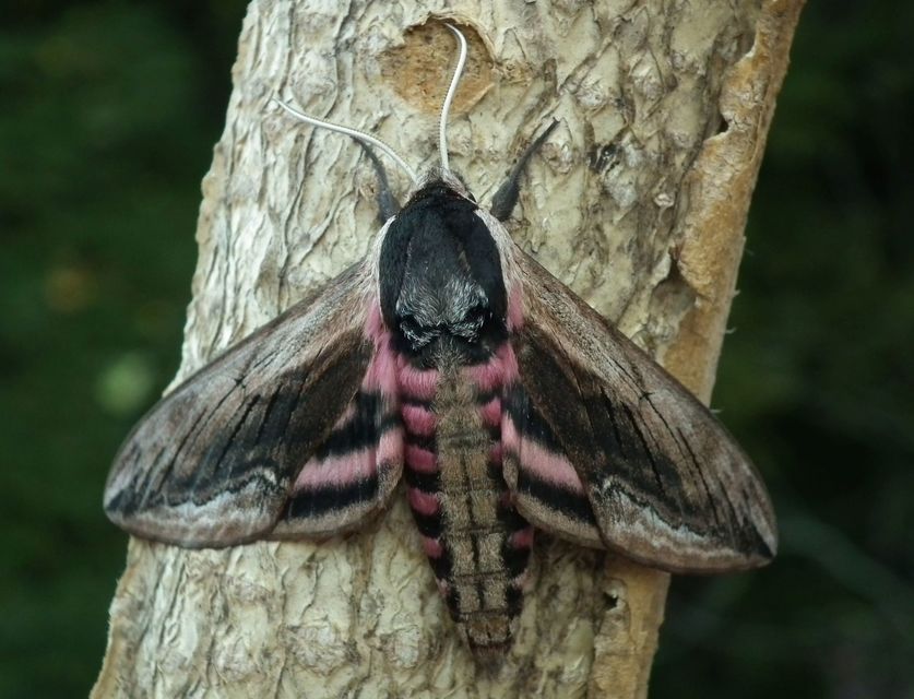 Sphinx ligustri - fagyalszender