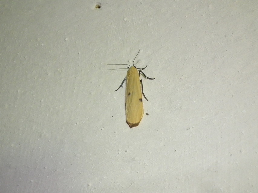 Lithosia quadra - négypettyes zuzmószövő