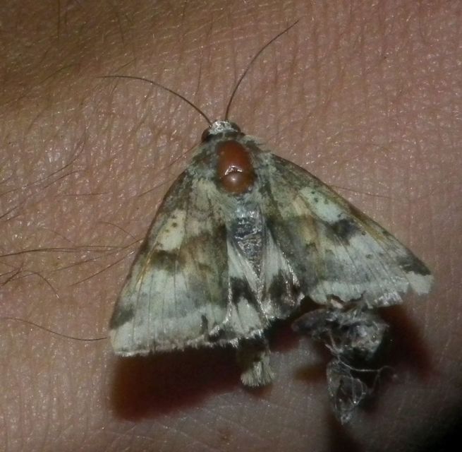 Heliothis adaucta - somkóróbagoly