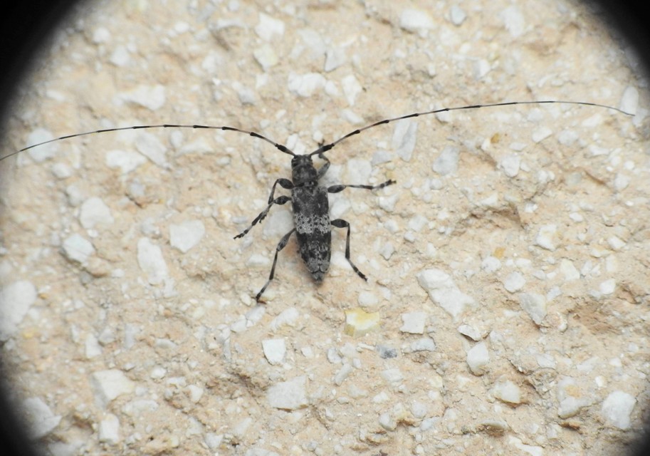 Acanthocinus griseus - szürke daliáscincér