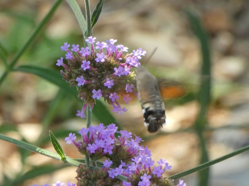 Macroglossum stellatarum - kacsafarkú szender