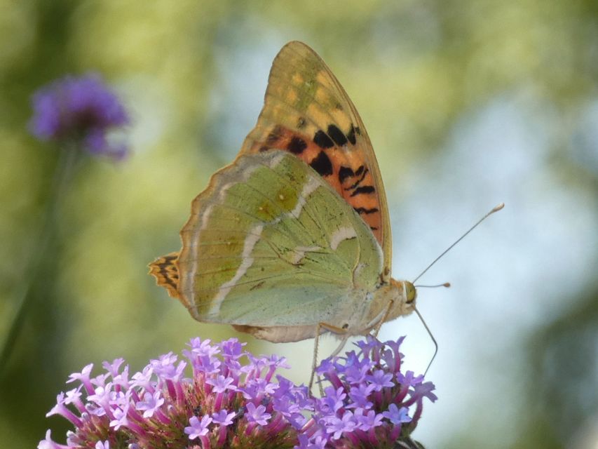 Argynnis pandora - zöldes gyöngyházlepke