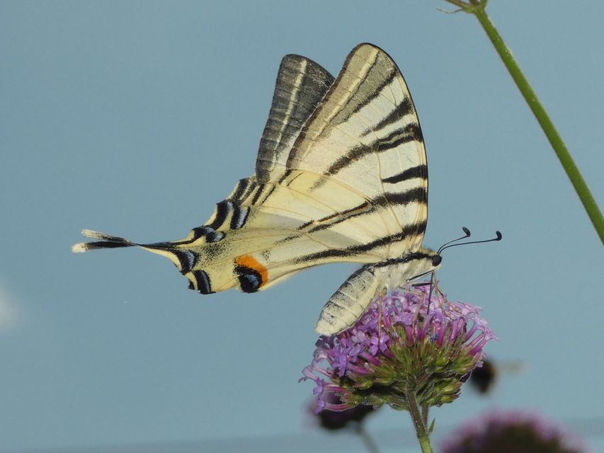 Iphiclides podalirius - kardoslepke