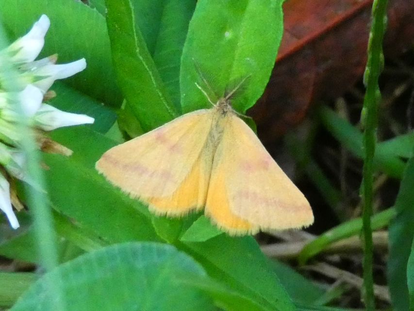 Lythria purpuraria - bíborsávos araszoló