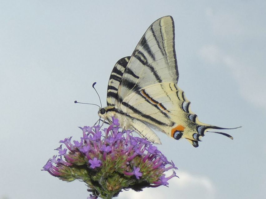 Iphiclides podalirius - kardoslepke