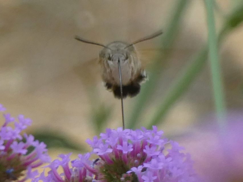 Macroglossum stellatarum - kacsafarkú szender