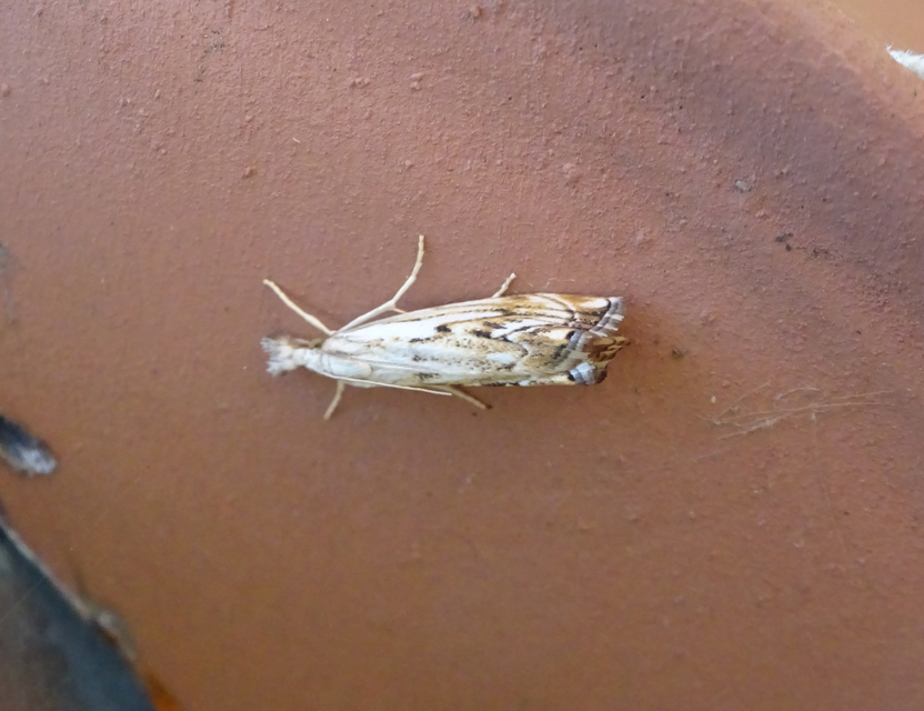 Catoptria falsella - hálós fűgyökérmoly