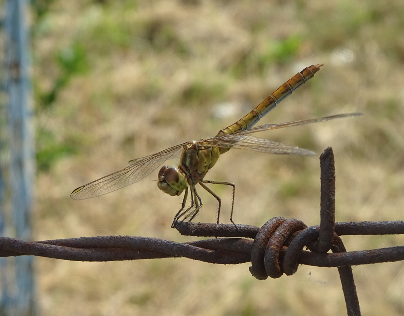 Sympetrum meridionale - fakó katona-szitakötő