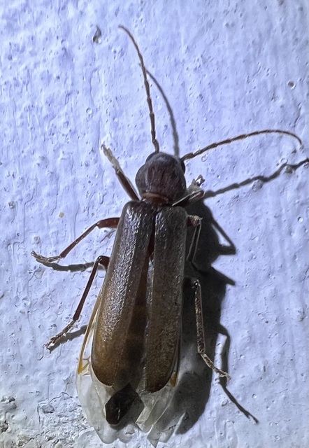 Arhopalus rusticus - gödrösnyakú cincér