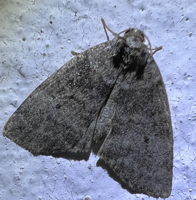Ochropacha duplaris - égerlevél-pihésszövő