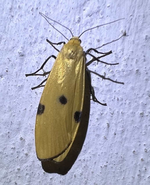 Lithosia quadra - négypettyes zuzmószövő