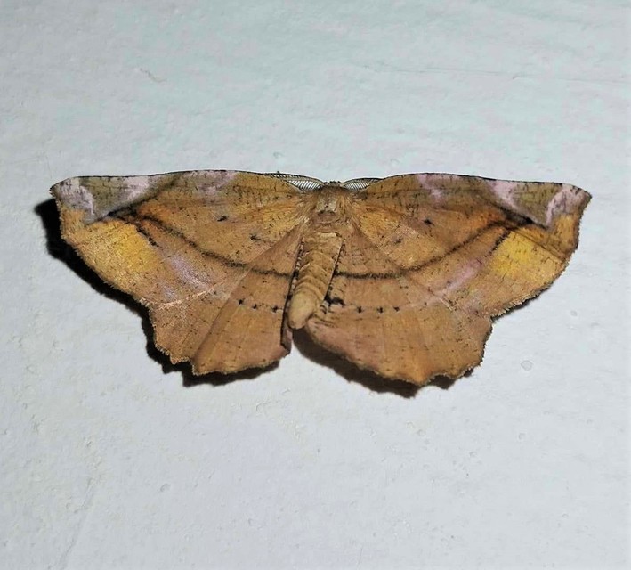 Apeira syringaria - orgona-araszoló