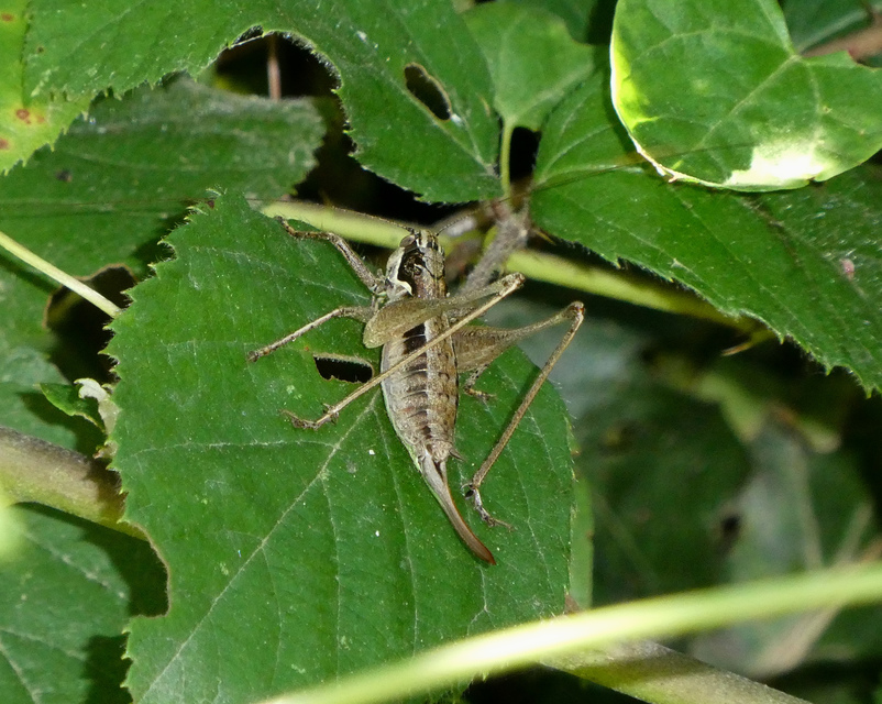 Pachytrachis gracilis - karcsú szöcske