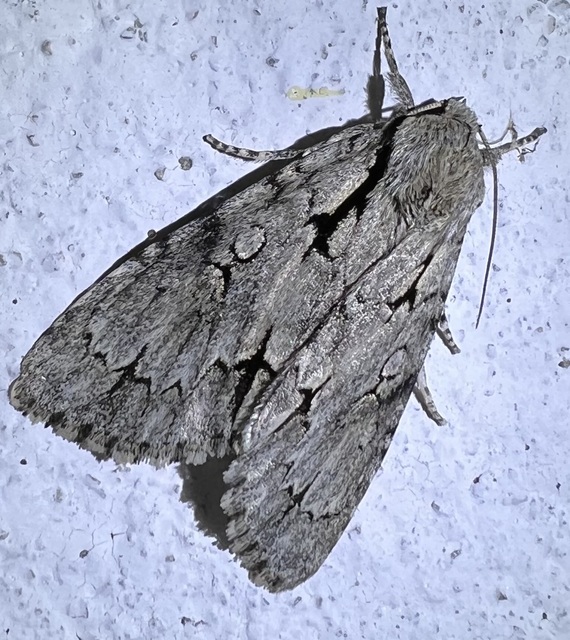 Acronicta cuspis/tridens/psi