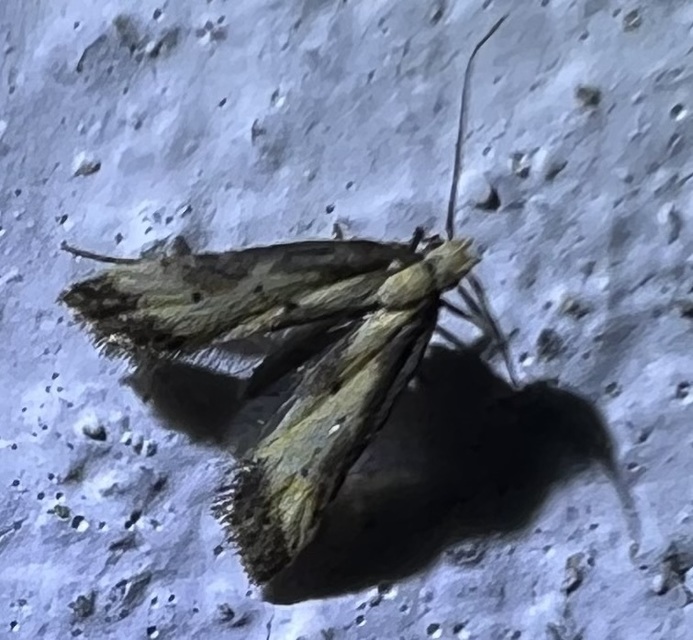 Brachmia dimidiella - citromkocsord-lápimoly